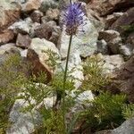 Phyteuma betonicifolium habit picture by Gabriel Ollivier (cc-by-sa)