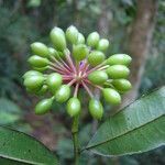 Guatteria australis fruit picture by Renato Lima (cc-by-nc-sa)