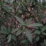 Ficus racemosa leaf picture by Ankit Pathak (cc-by-sa)