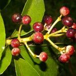 Dendropanax arboreus fruit picture by Nelson Zamora Villalobos (cc-by-nc)