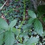 Rubus caesius habit picture by madamx madamx (cc-by-sa)