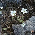 Saxifraga corsica habit picture by Sergio costantini (cc-by-sa)