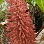 Gunnera insignis flower picture by Patrick bondoux (cc-by-sa)