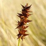 Carex spicata flower picture by Dominique Vioux (cc-by-sa)