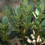 Eugenia cerrocacaoensis habit picture by Nelson Zamora Villalobos (cc-by-nc)