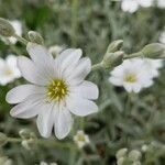 Cerastium arvense flower picture by Manu A Ki (cc-by-sa)