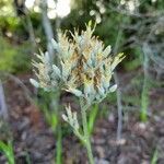 Lachnanthes caroliniana flower picture by Matthew Horrigan (cc-by-sa)