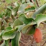 Balanites maughamii fruit picture by Mayoge Bukapuka (cc-by-sa)