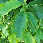 Magnolia kobus leaf picture by Ralph Watkins (cc-by-sa)