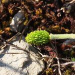 Ranunculus millefoliatus fruit picture by Emanuele Santarelli (cc-by-sa)