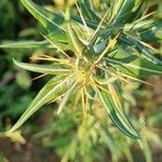 Xanthium spinosum leaf picture by doune34160 (cc-by-sa)