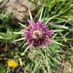 Tragopogon porrifolius flower picture by Elisabeth Larouzée (cc-by-sa)