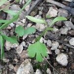 Coriandrum sativum leaf picture by Aurélien Culat (cc-by-sa)