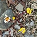 Tussilago farfara flower picture by Anastassopoulos Stelios (cc-by-sa)