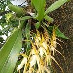 Brassia caudata flower picture by Luz Rodríguez De Rovira (cc-by-sa)