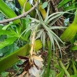 Tillandsia aeranthos fruit picture by Anderson Cruz (cc-by-sa)