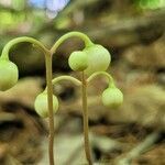 Chimaphila maculata fruit picture by jimseng jimseng (cc-by-sa)