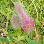 Trifolium purpureum flower picture by Marie Fraquet (cc-by-sa)