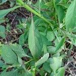 Celosia argentea leaf picture by Farid AMADOU BAHLEMAN (cc-by-sa)