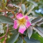 Rosa glauca flower picture by Bernd Bouillon (cc-by-sa)