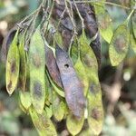 Dalbergia retusa fruit picture by Nelson Zamora Villalobos (cc-by-nc)