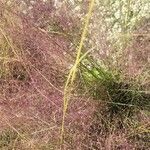 Muhlenbergia capillaris flower picture by David Hinds (cc-by-sa)