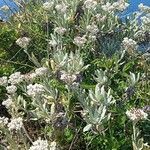 Helichrysum melaleucum habit picture by Jean-Christophe Lombardo (cc-by-sa)