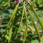 Lathyrus niger fruit picture by Rossen Vassilev (cc-by-sa)