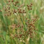 Juncus acutiflorus fruit picture by Steve Orridge (cc-by-sa)