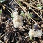 Antennaria parvifolia flower picture by Lilly Miller (cc-by-sa)