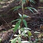 Impatiens balsamina habit picture by Dan val (cc-by-sa)