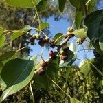 Ficus religiosa fruit picture by starkov evgenii (cc-by-sa)