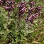 Bartsia alpina habit picture by Szabolcs Frater (cc-by-sa)