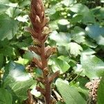 Orobanche hederae habit picture by Yoan MARTIN (cc-by-sa)