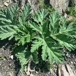 Heracleum sosnowskyi leaf picture by Arch Stanton (cc-by-sa)