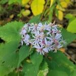 Symphyotrichum cordifolium flower picture by Richard Wideman (cc-by-sa)