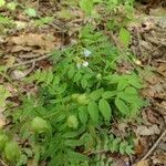 Polemonium reptans leaf picture by steven Levenberg (cc-by-sa)