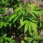 Cardamine heptaphylla habit picture by Béatrice Escande (cc-by-sa)