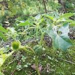 Datura ferox leaf picture by jean-louis (cc-by-sa)