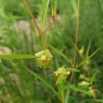 Ludwigia alternifolia flower picture by Brad Kelley (cc-by-sa)