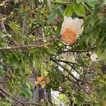 Adansonia digitata flower picture by Ferreira Otacilio (cc-by-sa)