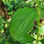 Lippia kituiensis leaf picture by susan brown (cc-by-sa)