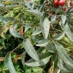 Nandina domestica leaf picture by Gabriele Fadda (cc-by-sa)