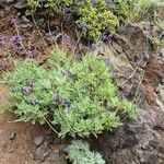 Lavandula canariensis habit picture by Vincenc J (cc-by-sa)