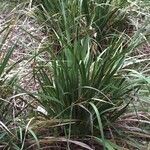 Libertia chilensis habit picture by Daniel Barthelemy (cc-by-nc)