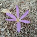 Colchicum montanum flower picture by Chinarro Adrián (cc-by-sa)