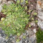 Saxifraga exarata habit picture by Martin Bishop (cc-by-sa)