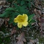 Aureolaria flava flower picture by shannon felger (cc-by-sa)