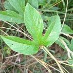 Passiflora incarnata leaf picture by Hannigan Kevin (cc-by-sa)