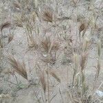 Bromus rubens leaf picture by Cesar Gonzalez (cc-by-sa)